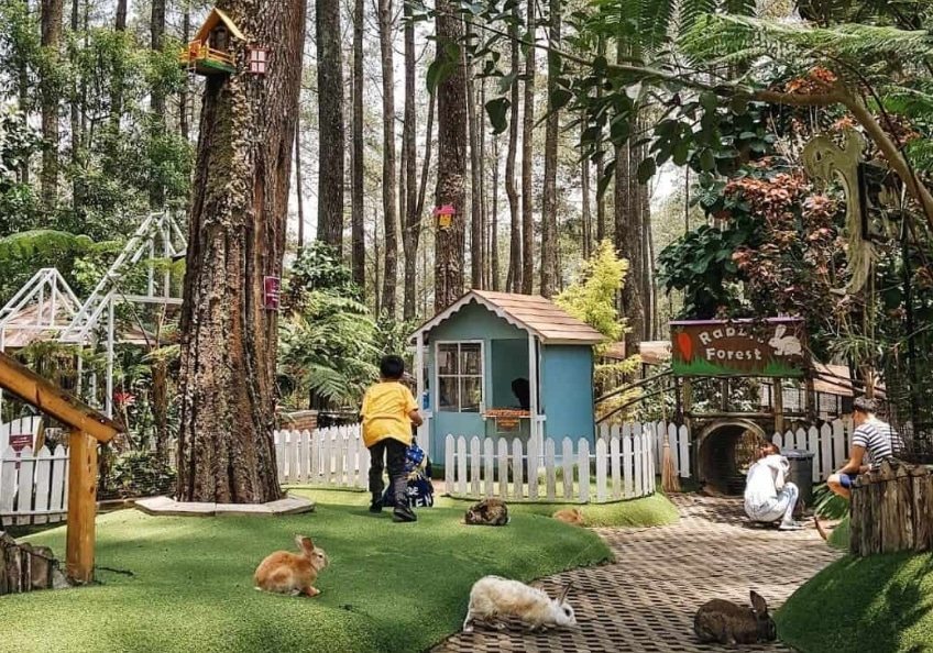 Rabbit Forest, Cikole
