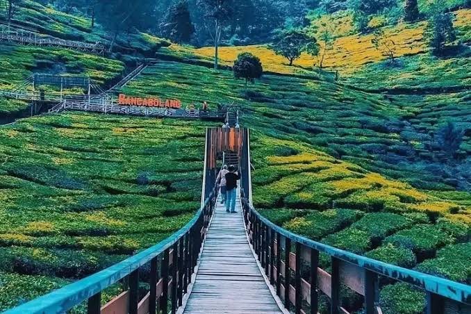 Rancabali & Jembatan Teh, Ciwidey